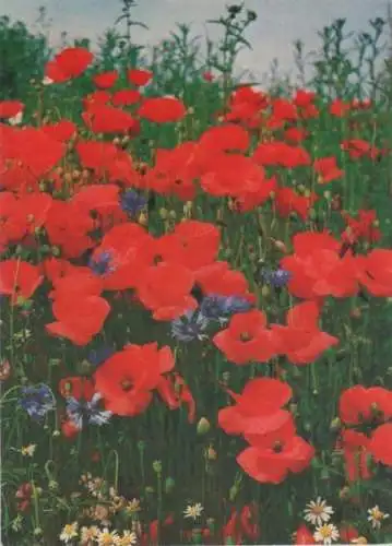 Klatschmohn Kornblumen