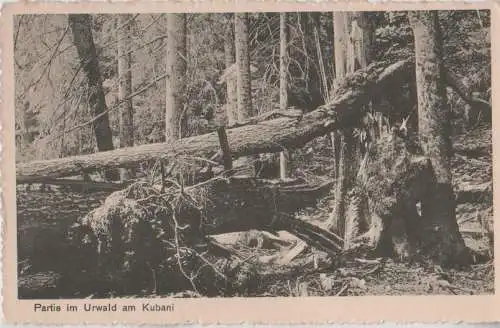 Kubani (Berg) - Urwald - 1913