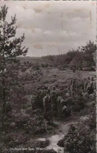 Haltern - Westruper Heide