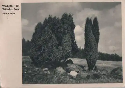 Bispingen-Wilsede - Wacholder am Wilseder Berg - 1952