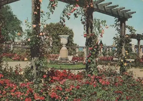 Mainau - Rosengarten - ca. 1975