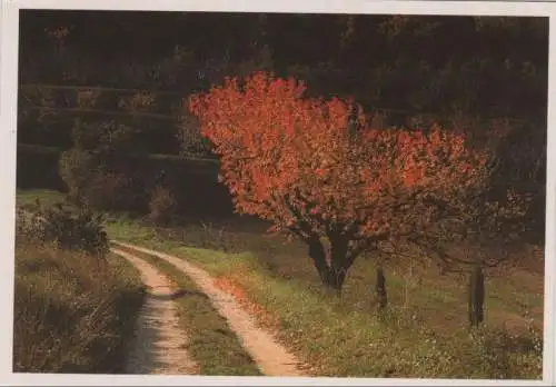 Feldweg im Herbst