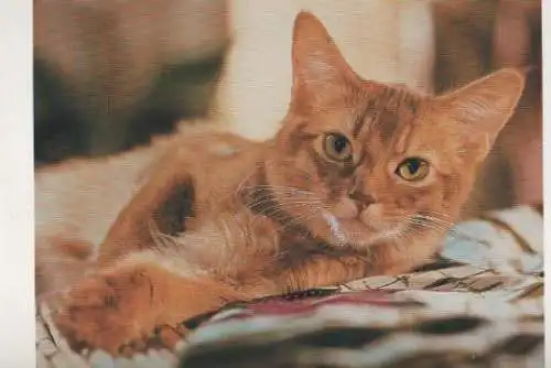 Whiskas Katze - 2004