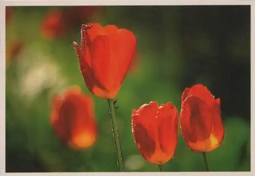 Klatschmohn 4 Blüten