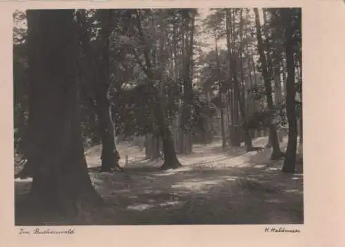 Im Buchenwald Waldweg