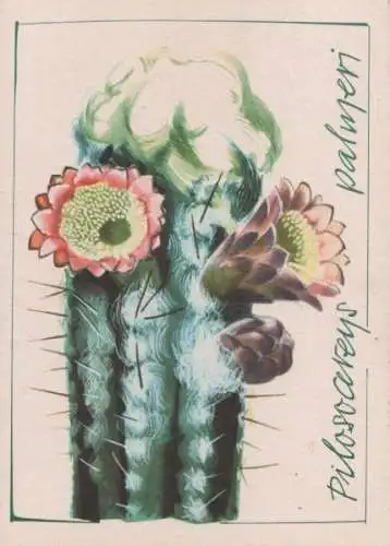 Pilosocereus palmeri Mexiko