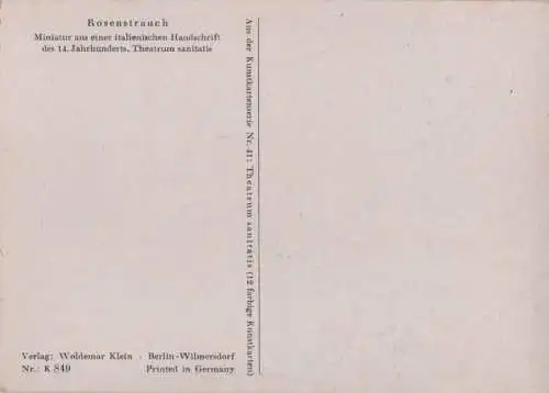 Rosenstrauch Miniatur