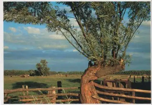 Baum im Flachland - 1997