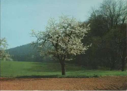 Frohe Pfingsten blühender Baum