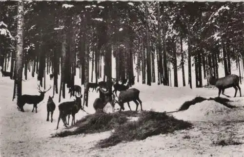 Wildfütterung - 1959