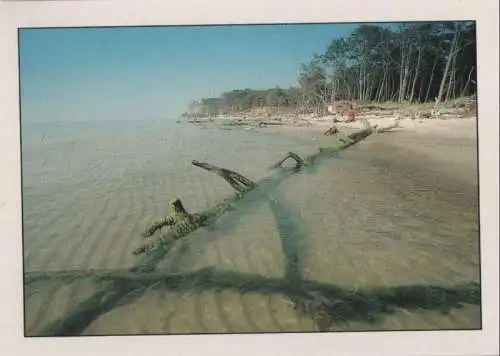 Darß - Am Darßer Weststrand - ca. 1995