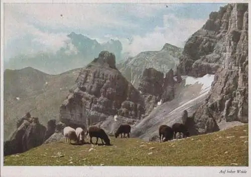 Österreich - Österreich - Stubaier Alpen - Auf hoher Weide - ca. 1965