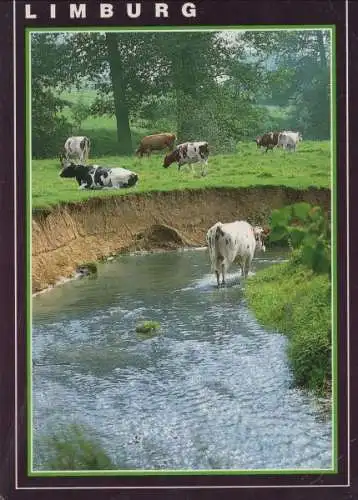 Niederlande - Limburg - Niederlande - Kühe