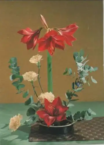 Amaryllis Nelken