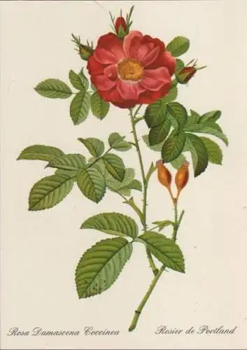 Rosa Damascena Coccinea blühend