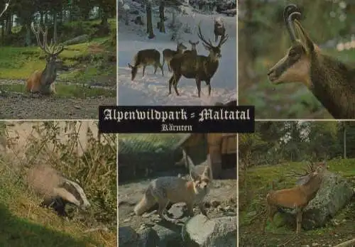 Österreich - Österreich - Malta - Alpenwildpark Maltatal - 1968