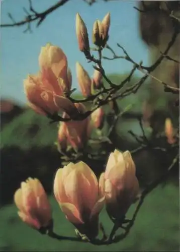 Magnolien blühend