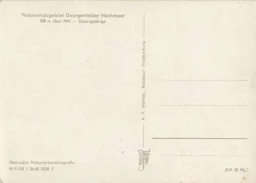 Georgenfelder Hochmoor - Holzsteg