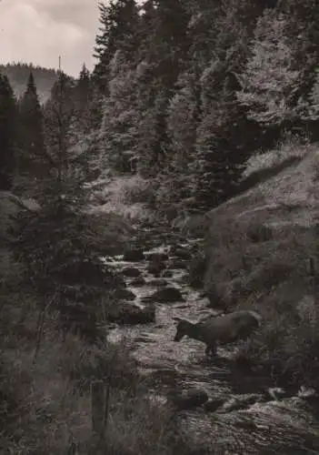 Rottier im Wildbach - ca. 1960