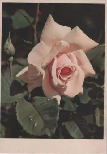 Rose blühend