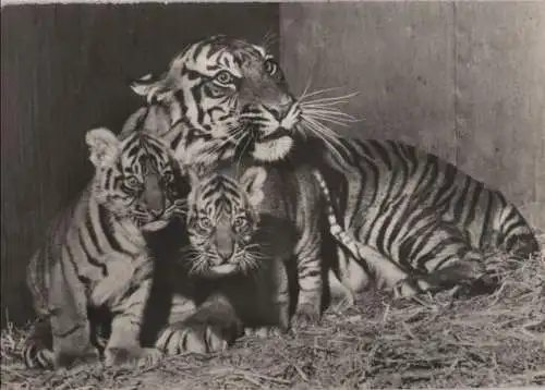 Tiger Familie