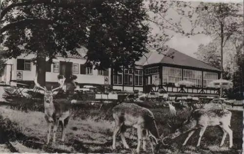 Braunfels - Forsthaus im Tiergarten