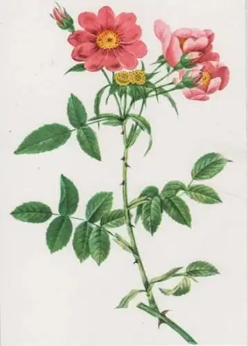 Rosa Collina Monosniana blühend