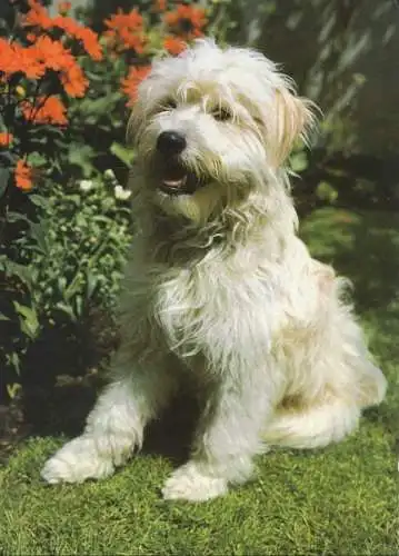 Hund - Tibet Terrier