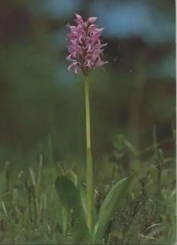 Helmknabenkraut auf Wiese