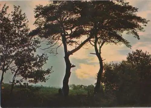 Landschaft - Bäume - ca. 1975