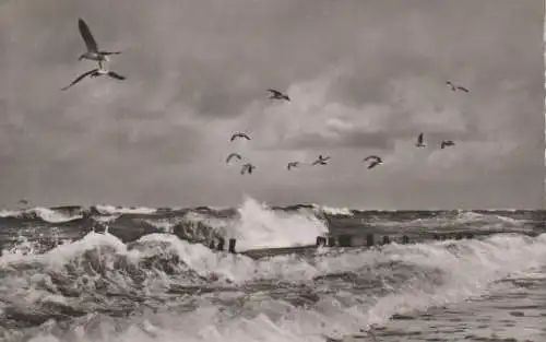 Borkum - Möwen in der Brandung - ca. 1965