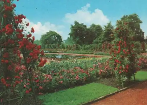 Essen Grugapark - Rosengarten - 1983