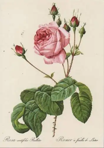 Rosa centifolia Bullata blühend