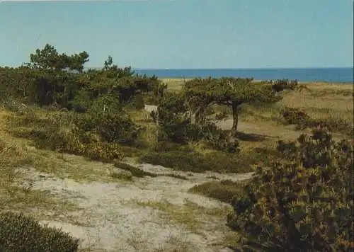 Kampen (Sylt) - bei der Vogelkoje - 1978