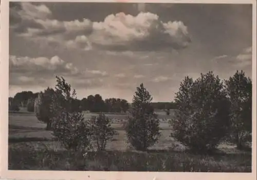 Sträucher in der Landschaft - ca. 1955