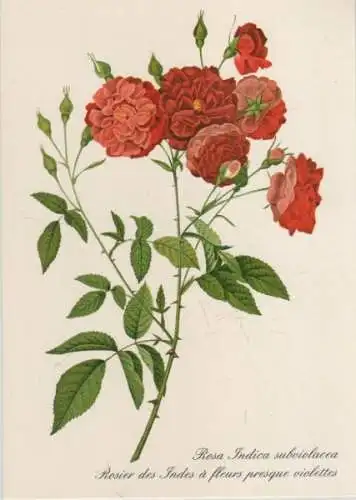 Rosa Indica subviolacea blühend