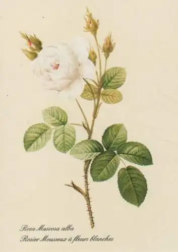 Rosa Muscosa alba blühend