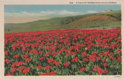 USA - USA, Kalifornien - Field of Poinsettias in California - ca. 1945