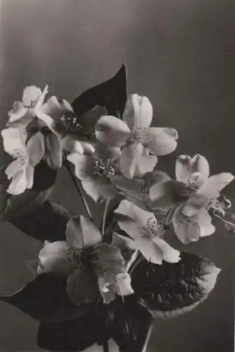 Flascher Jasmin 1982