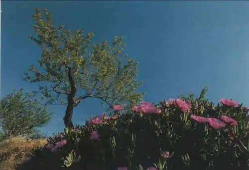 Baum und Blüten