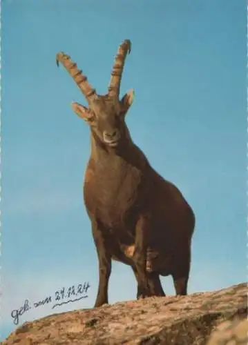 Alpensteinbock - ca. 1975