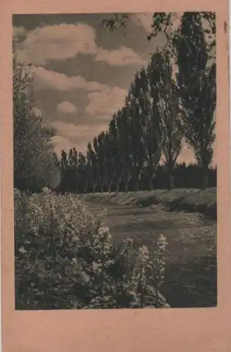 Bäume in der Reihe - ca. 1950