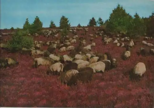 Lüneburger Heide - Heidschnucken - ca. 1975