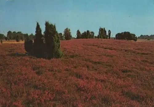 Lüneburger Heide - 1988