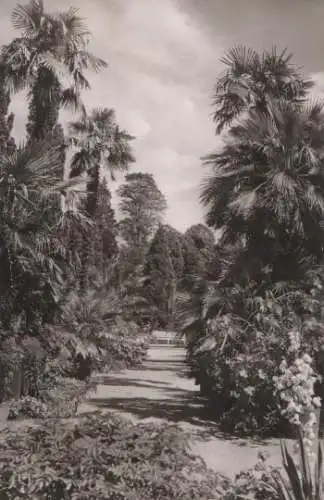 Bad Pyrmont - Palmengarten - 1957