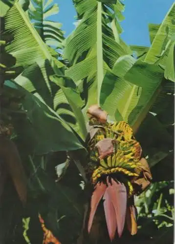 Spanien - Gran Canaria - Spanien - Platanos en flor