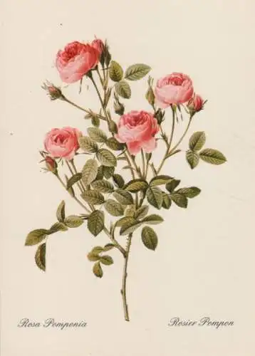 Rosa Pomponia blühend