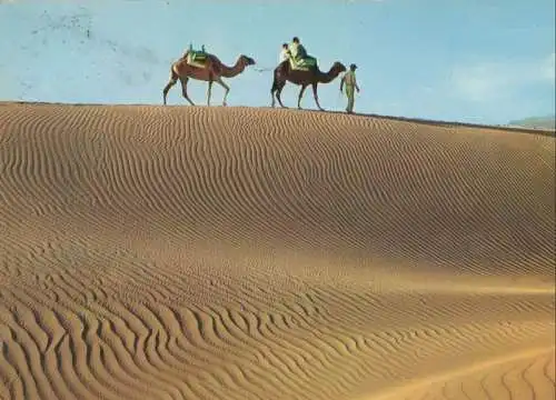 Spanien - Maspalomas - Spanien - Camellos en las Dunas