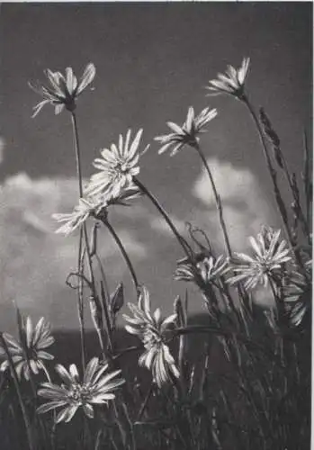 blühende Blumen auf Wiese