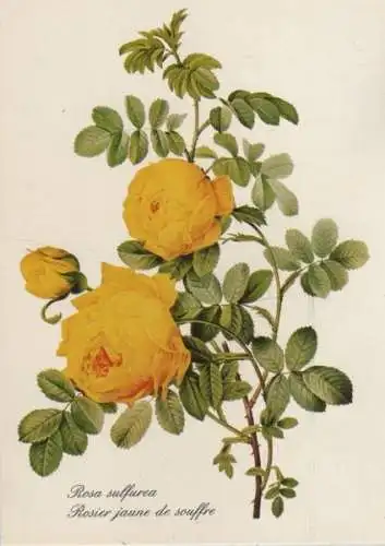 Rosa sulfura blühend